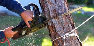 Best Storm Damage Tree Cleanup  in Glen Ellen, CA